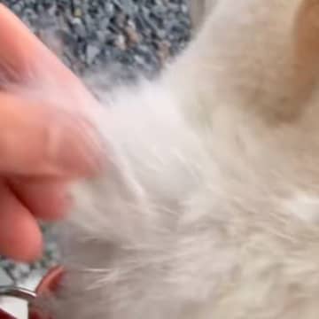 ズボズボ抜ける柴犬の毛→気持ちよくて抜きまくっていたら…『衝撃の毛量』と『まさかの展開』が535万再生「最後爆笑したｗ」「むりｗｗｗ」