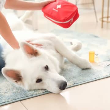 犬が『怪我をしたとき』にする7つの行動　注意が必要な仕草から適切な対処法まで