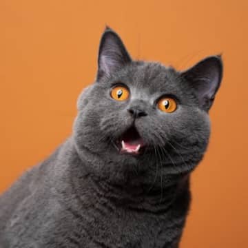 猫がビックリする『飼い主さんの行動』3選　信頼関係を壊す原因になるかも？