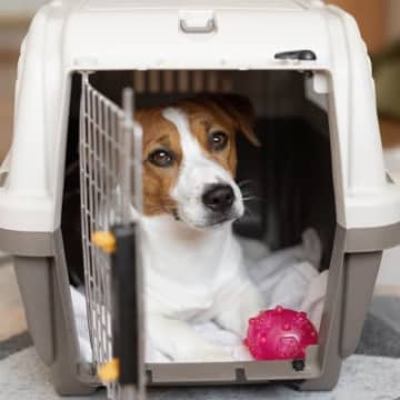 犬が『クレートやケージ』から出てこない理由5つ　閉じこもっている心理から適切な対処法まで