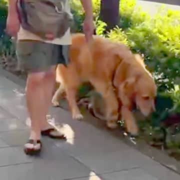 散歩中の大型犬が『いるはずのないお姉ちゃんとすれ違ったら気付くのか？』検証→愛を感じる『まさかの展開』に反響「感動」「声かけてないのに」