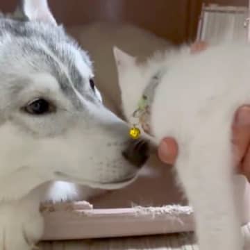 子猫を拾ったハスキー犬→数日後『感動の再会を果たした』と思ったら…切なすぎる『まさかの光景』が230万表示「え？って顔ｗ」と反響続々