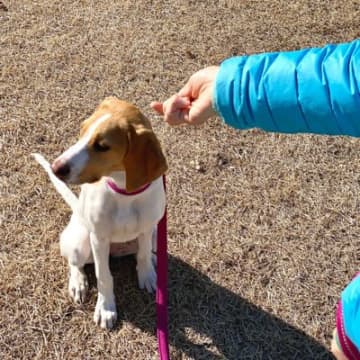 愛犬が言うことを聞かないのはなぜ？2つの理由と適切な解決策をドッグトレーナーが解説