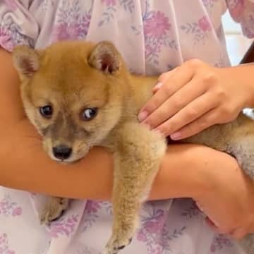 たった660グラムの『食べる量が足りていない』と言われた赤ちゃん犬…2年後→嘘のような『現在の様子』が話題「素敵なレディ」「可愛い」