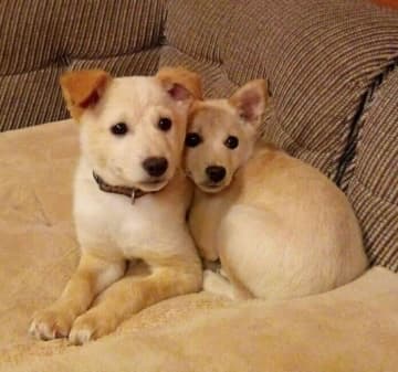 不安そうに身を寄せ合っていた兄妹の保護子犬→少しずつ心を開き、穏やかなシニア期を迎えている様子にほっこり！