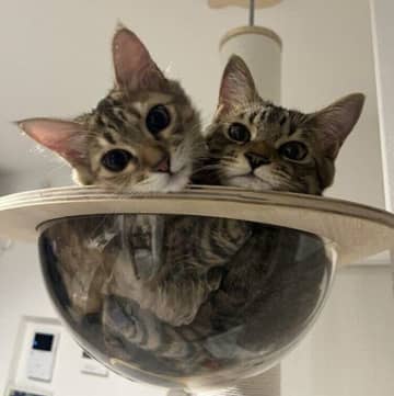 先代猫との別れを経験して迎え入れた保護猫　子猫時代と同じポーズをする近影に成長を感じクスッ