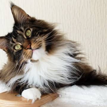 モフモフな被毛が魅力的な『長毛猫種』人気の3種をご紹介！お迎えするなら注意したいことも