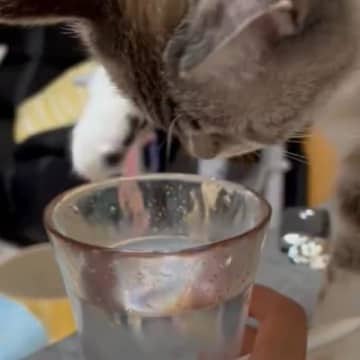 『水をさわって遊ぶ猫』を見ていると……飼い主さんに見せた『可愛すぎる行動』に3万いいねの反響「たまらん！」「ずっと見ていられる」