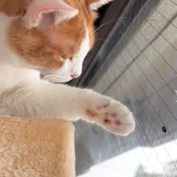 窓にくっついている虫に気づいた猫→そっと前足を伸ばして……思わずキュンとする瞬間が193万再生「猫生何回目だろう」「種を越えた友達」