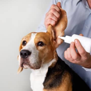 犬に耳掃除をするときの『タブー行為』5選　病気を引き起こす危険なお手入れとは？