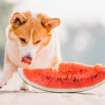 犬にとって危険な『夏の食べ物』5選　与えてはいけない理由や誤食を防ぐために日頃から気をつけるべきことまで