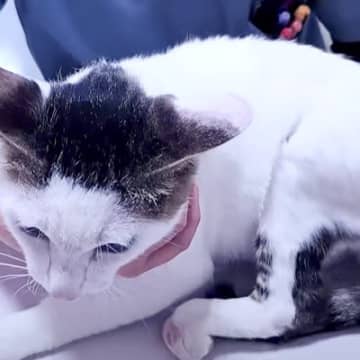 後ろ足を引きずる猫→病院に連れて行くと『切ったほうがいいかもしれない』と言われ…保護主の決断と『涙の結末』が10万再生「愛情の証」