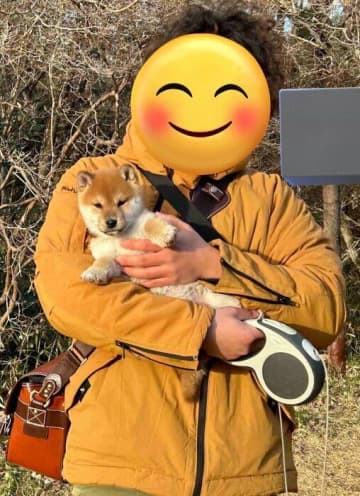「腕の中にすっぽり収まっていた」生後3カ月の柴の子犬がたった4カ月で驚くほど成長！抱っこが大好きな甘えん坊なコに