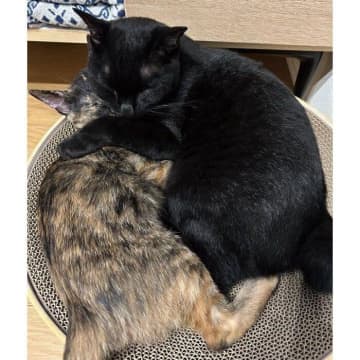 保護子猫を家族にお迎えするも、先住猫が“シャーッ”と威嚇！→2週間後、「予想外の仲良しすぎる光景」にほっこり