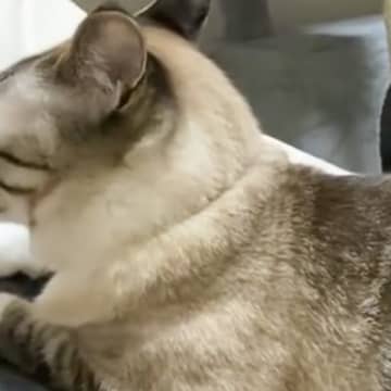 末っ子ばっかり抱っこしていたら……甘えん坊な先住猫が見せた『愛おしすぎる行動』に「めっちゃ可愛い」「猫もヤキモチ焼くんだｗ」と反響
