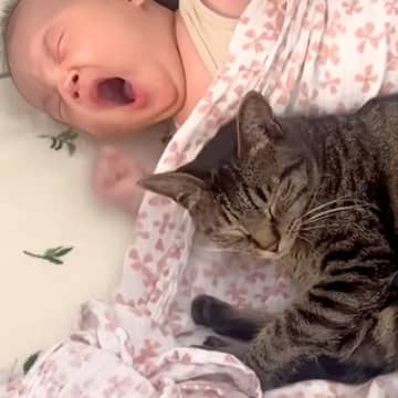 生まれたばかりの赤ちゃんに寄り添って眠る猫→次の瞬間、猫のぬくもりで…まさかの『素敵な光景』が14万再生「尊くて泣ける」「天使と天使」