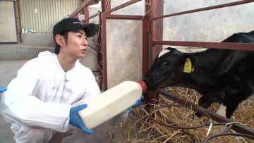 『相葉マナブ』初の北海道ロケ3週連続放送　相葉雅紀が子牛のミルクやりを初体験「ミルクだよぉ」