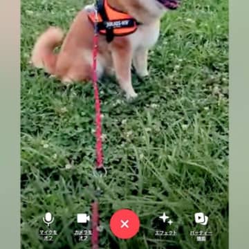 夫が犬の散歩に出かけたら、ビデオ通話が掛かってきて…とんでもなく可愛い『まさかの光景』に11万いいね集まる「新しい拒否柴ｗｗ」と絶賛