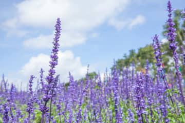 8月10日の花とは？【366日の誕生花と幸せの花言葉】