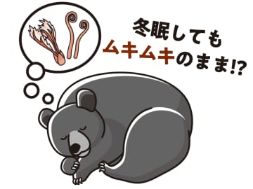 クマは冬眠してもムキムキのまま!? 医療のヒントになるかもしれない不思議な調節力【眠れなくなるほど面白い 図解 クマの話】