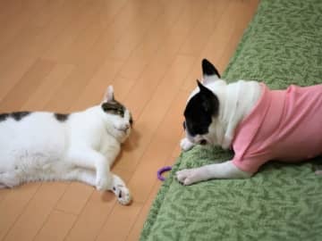 大切な家族だからこそ、いつまでも元気に。愛犬家・愛猫家に人気のペットサプリ