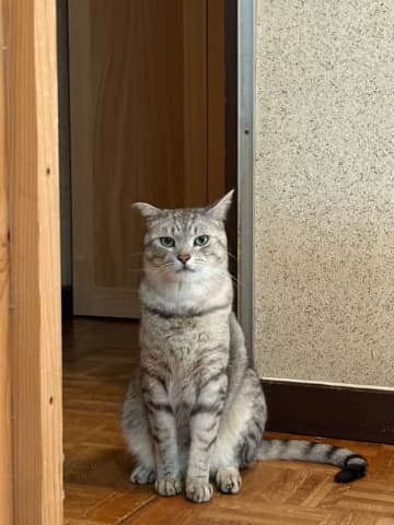 「ダイイングメッセージ残ってれば完璧」猫ちゃんの衝撃的な寝姿が話題⇒「ニャーニャーミステリー」「胸を銃撃された後のよう」