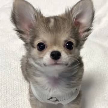 グレーの毛をもつ赤ちゃん犬→成犬になった結果…まさかの『別犬並みのビフォーアフター』が話題に　出会った頃と違いすぎる姿に驚き