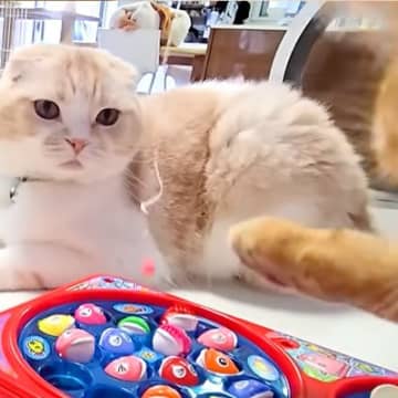 夏休み、部屋の中で犬猫４匹と『おもちゃの魚釣り』→子猫が興味津々で…尊すぎる『まさかの光景』に「猫が釣れて草」「魚よりも釣り竿ｗ」