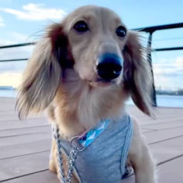 4年半もの間『繁殖犬として生きた犬』を飼った結果→2週間後…思わず泣ける『変化していく光景』が39万再生「優しい飼い主さん」と反響