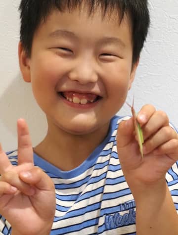 昆虫大好き小3「超レア」と世話　背中がピンク、ツートンカラーのバッタ捕獲　富津
