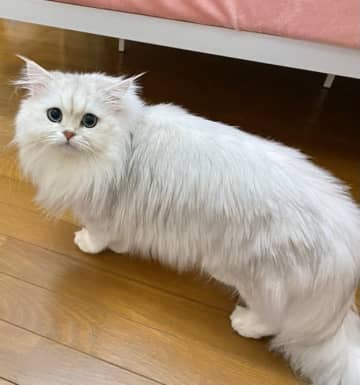 「体めっちゃ伸びた」猫ちゃんの姿にSNS驚き→「これはビックリ」「どうなってるの？」