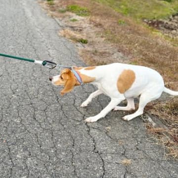 犬が『散歩に行きたくない』ときにみせる３つの行動　拒否している理由やとるべき対処法を解説