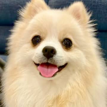 『王道ポメラニアンカットでお願いします』と依頼→トリミング後の犬が…思っていたのと違う『まさかの光景』に爆笑「ワロタ」「頭尖ってるｗｗ」