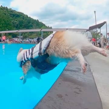 夏の水泳教室で特訓している犬たち→プールサイドへ向かった次の瞬間…人間顔負けの『カッコよすぎる光景』に反響「素敵」「本当に楽しそう」