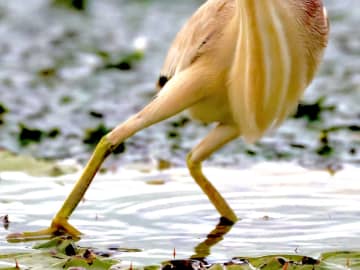 撮影者「…お前今どんな心境なんよ」　湖で野鳥が？「夜勤で乾き切った心に効く」