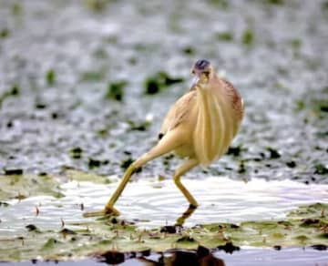 野鳥のジョジョ立ち！？鳥界のスタンド使い現る…水面で固まる鳥のキメ姿に世界観がジョジョとSNSでバズる