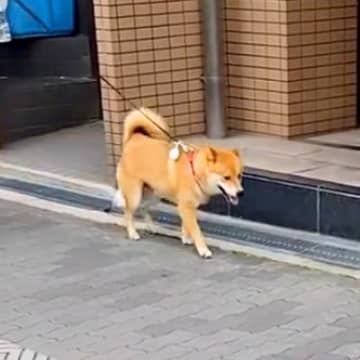 外を歩いていたら、散歩中の愛犬と偶然鉢合わせして…気付いた瞬間の『100点満点なリアクション』が90万再生「顔ｗ」「二度見してて草」