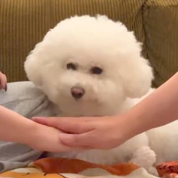 SNSで流行った『犬の前で手を重ねるチャレンジ』をやってみた結果…想定とは違う『まさかの光景』が47万再生「最高」「乗せ方優しい」と反響