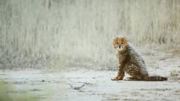 孤児になったチーターが"まさかの生き物"と共生。動物園が公開した日常に「ほっこり」