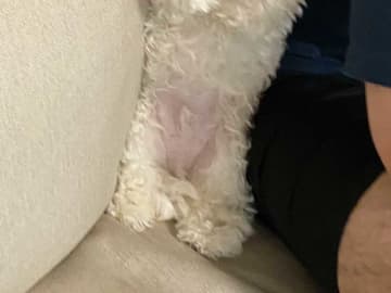 家に親戚が来ると…　犬のまさかの『隠れ方』に爆笑！