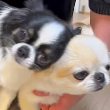 家に帰ったら、ドアの前で2匹の小型犬が『熱烈大歓迎』→嬉しくなりすぎて…まさかの様子に反響「微笑ましい」「おもしろ可愛いｗ」