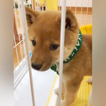 『小さくてかわいい豆柴を飼った』と思っていたら…想定を大幅に超えた『まさかの成長』に反響「立派で可愛い」「うちも同じｗ」共感の声も