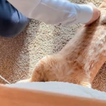 パパと浮気していたところを目撃されて……猫がママに見せた『まさかの行動』が可愛すぎると63万再生「修羅場やなぁｗ」「ニヤニヤした」