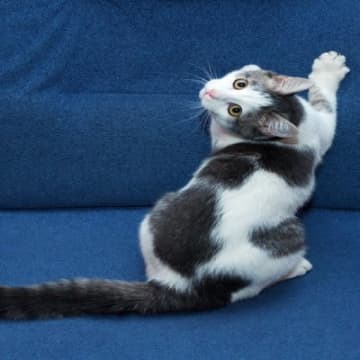 猫には逆効果になる『絶対にやってはいけないしつけ法』3選とその理由　そもそも猫はしつけできる？