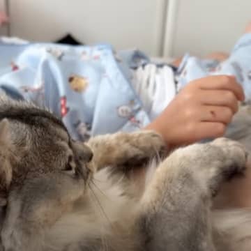 高熱で寝込む娘のもとで……2匹の猫が体調不良の家族に見せた『まさかの様子』に「優しさが伝わる」「思わず涙が出た」と感動する人が続出