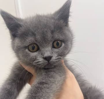 ほっそりしていた生後3カ月の子猫→出会いから3年後には激変!?　顔も体もまんまるの「福々しいコ」に成長