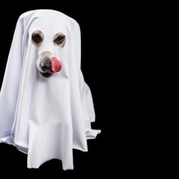 犬には『霊感』があるってホント？怖いけど知っておきたい愛犬の不可解な行動まで