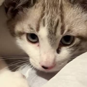 毛布をチュパチュパしていた猫→飼い主さんの視線に気づいた次の瞬間…『可愛すぎる光景』が40万再生「閉店しますって感じｗ」「恥ずかしいねｗ」