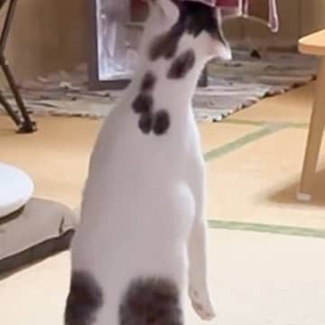 猫を保護して２年、『初めて立った』と思ったら……クセが強すぎる光景に「別の生き物みたいｗ」「前世カンガルー？ｗ」と爆笑する人が続出