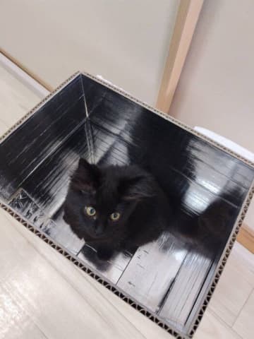 先住猫を亡くして「心に穴が開いていた」飼い主がお迎えした保護子猫→お迎えから約1年後「想像を超える大きさ」に成長した姿にほっこり